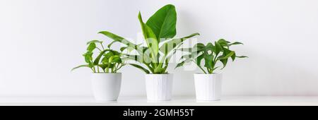 Collection de différentes plantes d'intérieur tropicales exposées dans des pots en céramique blanche. Plantes de maison exotiques en pot sur étagère blanche contre mur blanc. Maison jardin Banque D'Images