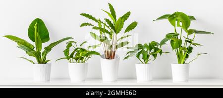 Collection de différentes plantes d'intérieur tropicales exposées dans des pots en céramique blanche. Plantes de maison exotiques en pot sur étagère blanche contre mur blanc. Maison jardin Banque D'Images