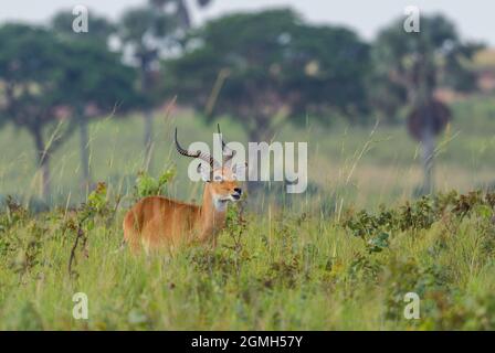 Kob ougandais - Kobus kob thomasi, magnifique petit antilope de savane africaine, chutes de Murchison, Ouganda. Banque D'Images