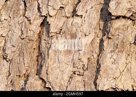 Gros plan de beau et attrayant motif de texture de l'écorce d'arbre de neem utile pour la conception d'arrière-plan Banque D'Images