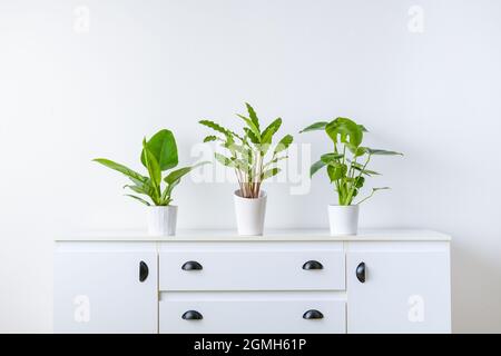 Collection de différentes plantes d'intérieur tropicales exposées dans des pots en céramique blanche. Plantes de maison exotiques en pot sur un panneau latéral blanc contre un mur blanc. Banque D'Images