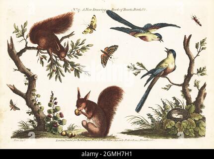 Deux écureuils roux mangeant des fruits, des oiseaux bleus, des papillons et des insectes. Tiré d’Un nouveau livre de dessins de bêtes, d’oiseaux, etc. Gravure en coperplate de couleur main, d’après Charles Fenn, tiré du Vade Mecum de l’artiste, Being the Whole Art of Drawing, Londres, 1766. Banque D'Images