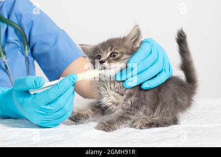 Le vétérinaire donne le chaton des médicaments ou des vitamines. Maladies chez les chatons, un remède pour le traitement du lichen, des puces ou des vers. Banque D'Images