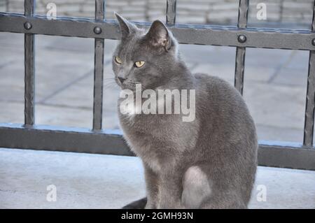 Profil de chat pygashort britannique. Chat assis sur la porte d'entrée de sa maison. Banque D'Images