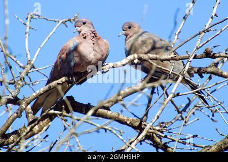 Le moineau d'un arbre eurasien Passer montanus assis sur une branche Banque D'Images