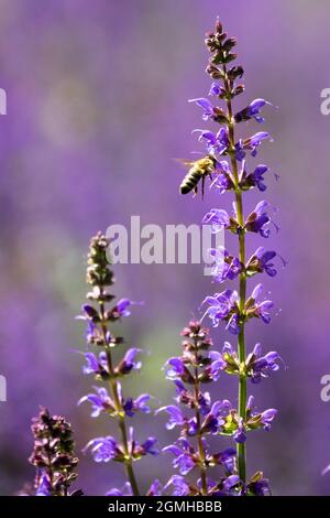 Abeille européenne sur la fleur de Salvia nemorosa Banque D'Images