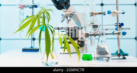 Cannabis marijuana plante feuille en laboratoire scientifique avec microscope et verre de laboratoire Banque D'Images