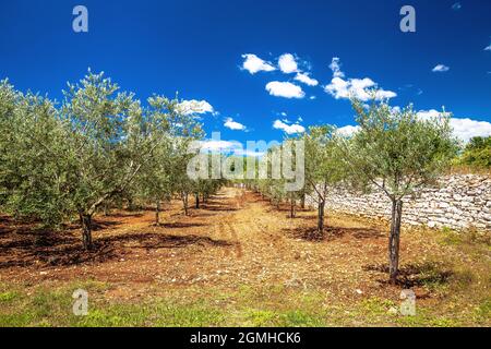 Oliviers rainure de plantage sur sol rouge, production d'huile d'olive extra vierge, région de l'Istrie en Croatie Banque D'Images