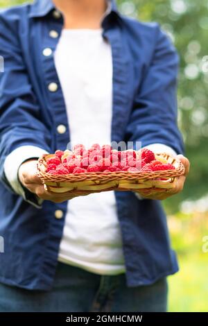 Les mains des femmes tiennent soigneusement un panier avec des framboises parfumées fraîches sur un fond de feuillage vert. Mise au point sélective. Gros plan Banque D'Images