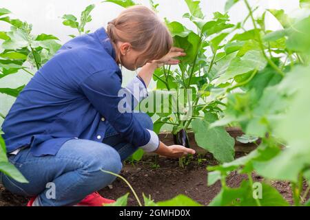 Une jeune femme paysanne en chemise bleue récolte des aubergines en serre par une chaude journée d'été. Mise au point sélective. Gros plan Banque D'Images