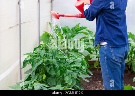 Une femme dans une chemise bleue verse un arrosoir sur les plantes en serre lors d'une chaude journée d'été. Mise au point sélective. Gros plan Banque D'Images