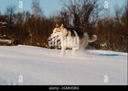 La vie animale dans la nature, les huskies sur la chasse d'hiver, les jeux de chiens d'hiver. Banque D'Images