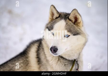 Husky ronge l'os brut, la nourriture pour chiens, l'hiver et le chien, l'os avec de la viande et du sang, le prédateur affamé. Banque D'Images