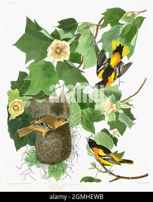 John James Audubon - oiseaux américains - Baltimore Oriole Banque D'Images