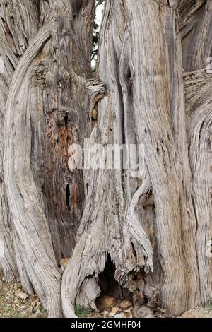 Arbres Juniper. Arrière-plan du tronc d'arbre. Banque D'Images