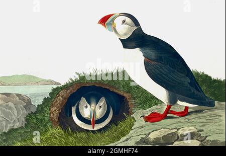 John James Audubon - Puffin Banque D'Images