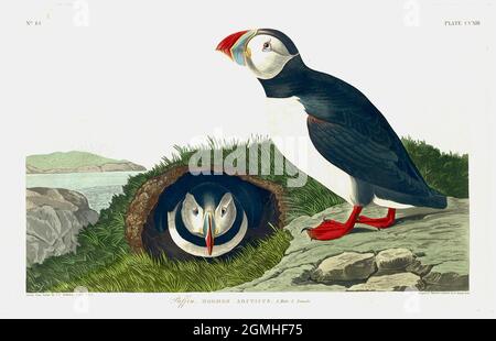 John James Audubon - Puffin Banque D'Images