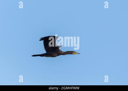 vue latérale portrait grand cormorant (phalacrocorax carbo) volant dans le ciel bleu Banque D'Images