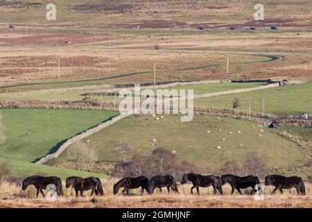 Fell Ponies, Greenholme Stud, Stoney Gill Farm, Shap, Cumbria Banque D'Images