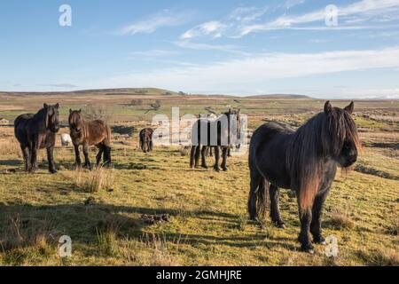 Fell Ponies, Greenholme Stud, Stoney Gill Farm, Shap, Cumbria Banque D'Images