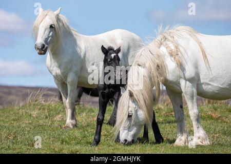 Tomba des poneys avec des foal, Greenholme Stud, Stoney Gill Farm, Shap, Cumbria Banque D'Images