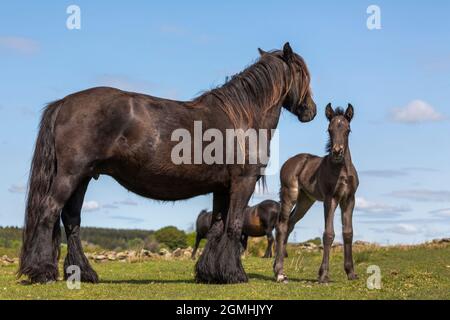 Poney tombé avec foal, goujon de Greenholme, ferme de Stoney Gill, Shap, Cumbria Banque D'Images