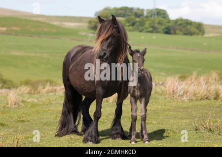 Poney tombé avec foal, goujon de Greenholme, ferme de Stoney Gill, Shap, Cumbria Banque D'Images