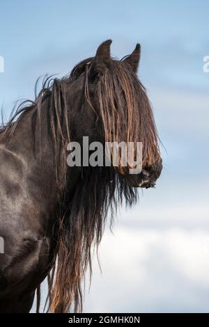 Poney Fell, goujon Greenholme, ferme Stoney Gill, Shap, Cumbria, Banque D'Images