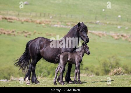 Poney tombé avec foal, goujon de Greenholme, ferme de Stoney Gill, Shap, Cumbria Banque D'Images