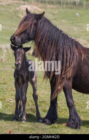Poney tombé avec foal, goujon de Greenholme, ferme de Stoney Gill, Shap, Cumbria Banque D'Images