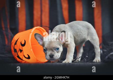 Mignon petit chien Bulldog chien avec effarant Halloween trick ou panier à friandises devant les banderoles en papier noir et orange Banque D'Images