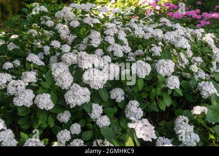 White Hortensia macrophylla, Mophhead Madame Emile Mouillere planta en masse dans un jardin boisé, Devon, Royaume-Uni Banque D'Images