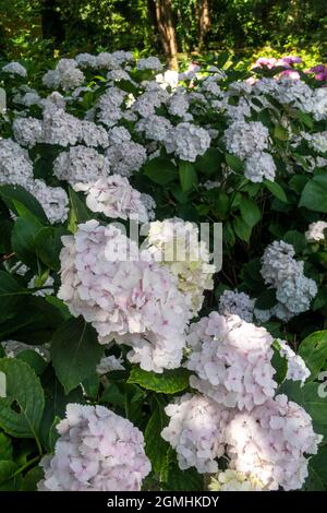 White Hortensia macrophylla, Mophhead Madame Emile Mouillere planta en masse dans un jardin boisé, Devon, Royaume-Uni Banque D'Images