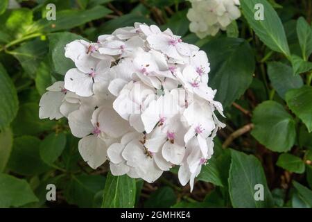 White Hortensia macrophylla, Mophhead Madame Emile Mouillere, Devon, Royaume-Uni Banque D'Images