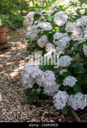 White Hortensia macrophylla, Mophhead Madame Emile Mouillere planta en masse dans un jardin boisé, Devon, Royaume-Uni Banque D'Images