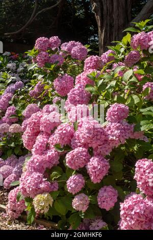 Tête de mobylette hortensia générale Vicomtesse de Vibraye dans un jardin boisé, Devon, Royaume-Uni. Banque D'Images