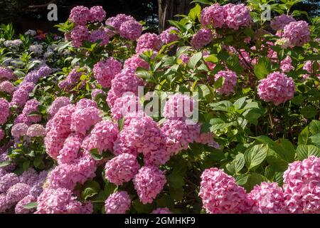 Tête de mobylette hortensia générale Vicomtesse de Vibraye dans un jardin boisé, Devon, Royaume-Uni. Banque D'Images