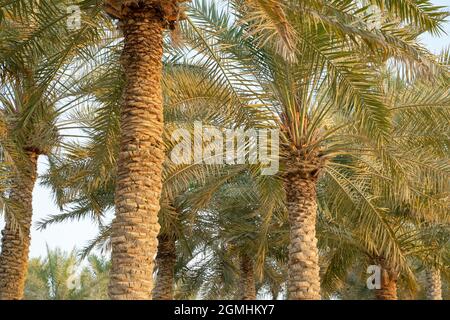 Plantation de palmiers dattiers. Industrie agricole tropicale au Moyen-Orient. Banque D'Images