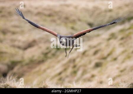 Harris Hawk (Parabuteo unicinctus) en vol, oiseau de fauconnerie captif, Cumbria, Royaume-Uni Banque D'Images