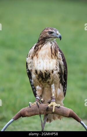 Faucon Ã queue rouge (Buteo jamaicensis) sur la perchaude, oiseau de fauconnerie captif, Cumbria, Royaume-Uni Banque D'Images