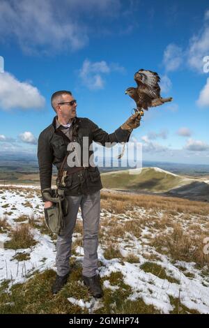 Buteo buteo (Buteo buteo) sur le gant, oiseau de fauconnerie captif, Cumbria, Royaume-Uni Banque D'Images