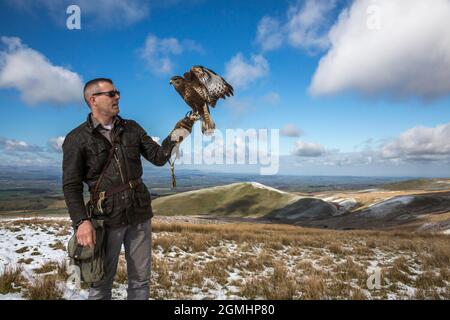 Buteo buteo (Buteo buteo) sur le gant, oiseau de fauconnerie captif, Cumbria, Royaume-Uni Banque D'Images