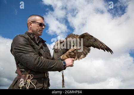 Buteo buteo (Buteo buteo) sur le gant, oiseau de fauconnerie captif, Cumbria, Royaume-Uni Banque D'Images