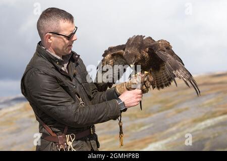 Buteo buteo (Buteo buteo) sur le gant, oiseau de fauconnerie captif, Cumbria, Royaume-Uni Banque D'Images