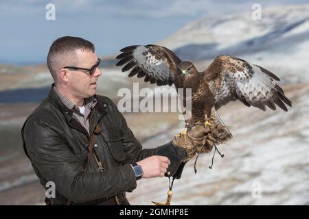 Buteo buteo (Buteo buteo) sur le gant, oiseau de fauconnerie captif, Cumbria, Royaume-Uni Banque D'Images