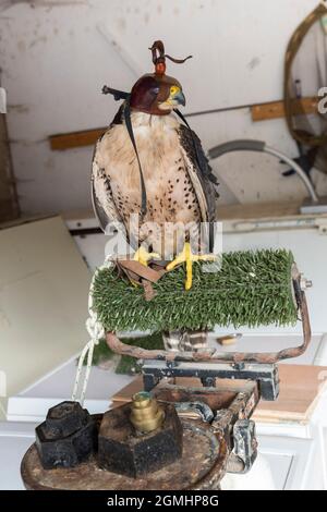 Lanner falcon (Falco biarmicus) sur les écailles, oiseau de fauconnerie captif, Cumbria, Royaume-Uni Banque D'Images