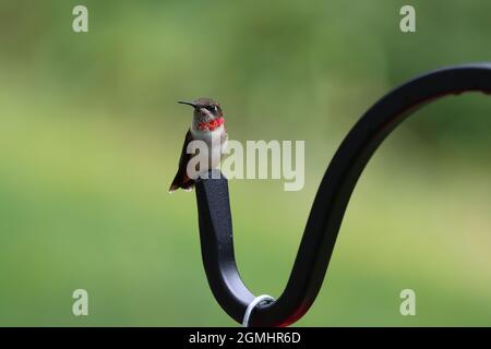 Un jeune colibri à gorge rubis commence à développer ses plumes rouges du cou Banque D'Images