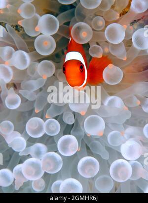 Juvéniles d'Anemone Spinecheek (Premnas biaculeatus, alias Clownfish Maroon). Triton Bay, Papouasie occidentale, Indonésie Banque D'Images