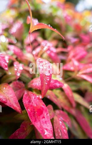 Gouttes d'eau sur les feuilles de Nandina domestica Banque D'Images