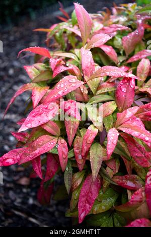 Gouttes d'eau sur les feuilles de Nandina domestica Banque D'Images